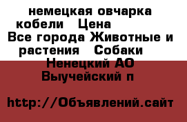 немецкая овчарка кобели › Цена ­ 25 000 - Все города Животные и растения » Собаки   . Ненецкий АО,Выучейский п.
